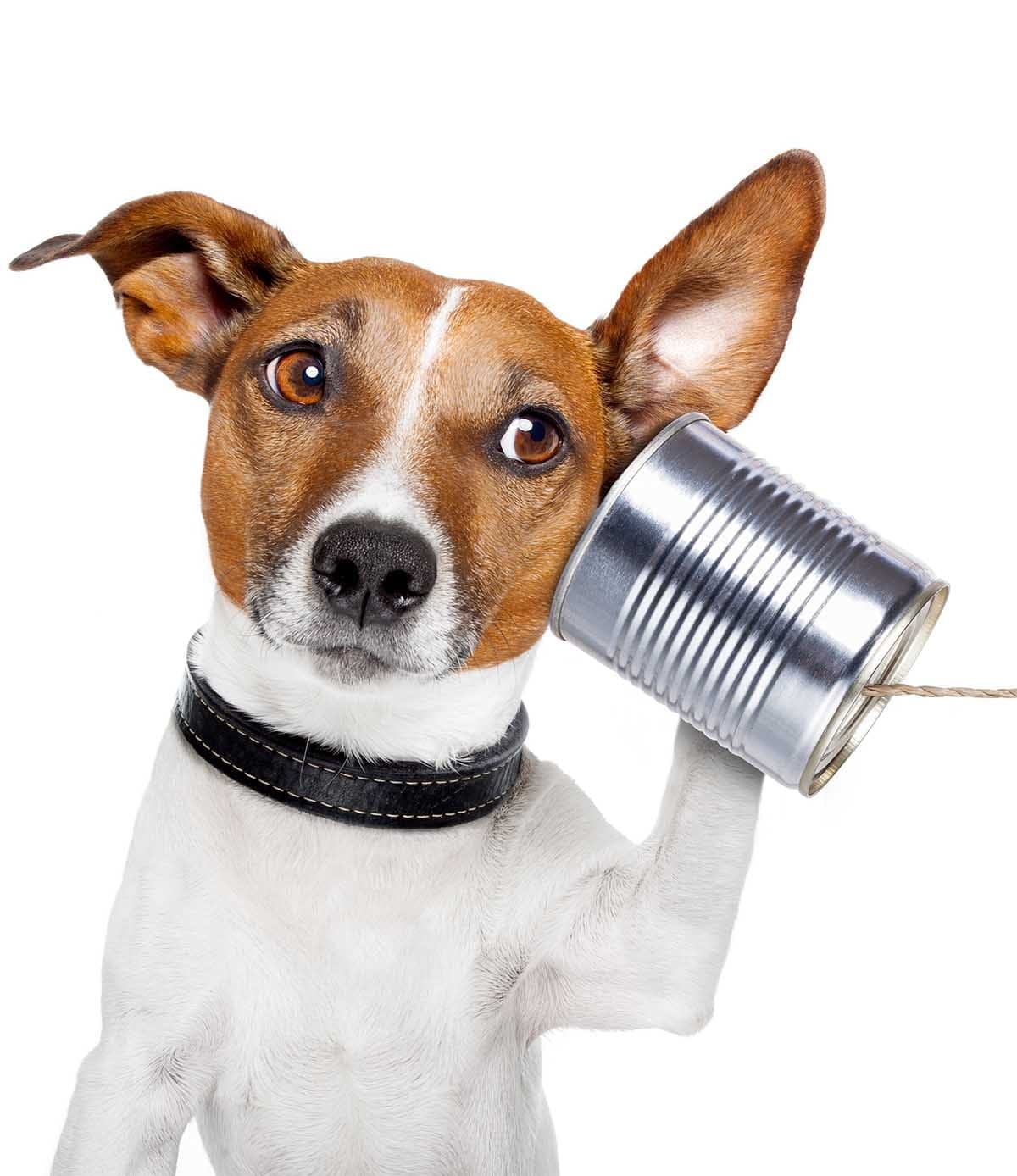 dog on the phone Listening